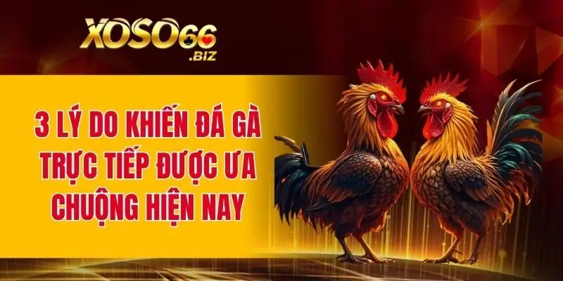 3 lý do khiến đá gà trực tiếp được ưa chuộng hiện nay